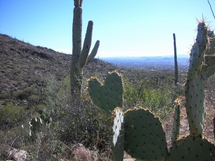 Heart shaped cactus, Tucson AZ